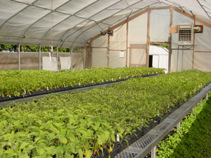 GreenHouse2.jpg