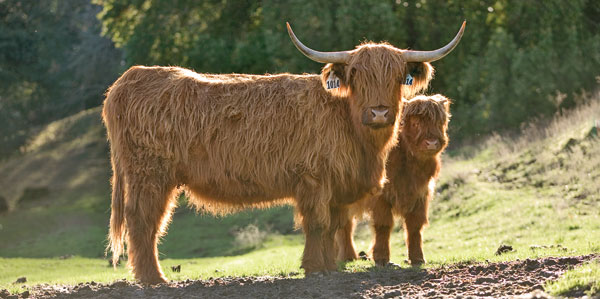 CowCalf.jpg