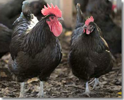 chickencropDS.jpg